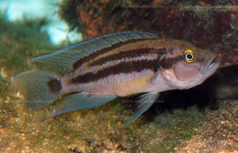 Neolamprologus bifasciatus